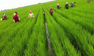 农学类包括哪些专业 具体包含哪些