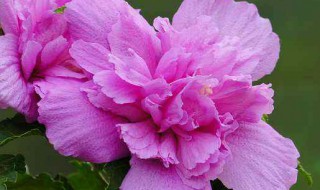 木槿花怎么吃 如何做木槿花