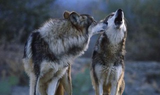 我眼中的狼作文 你学会怎么写了吗