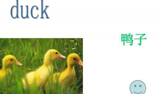 鸭子英语怎么读 鸭子的双语例句