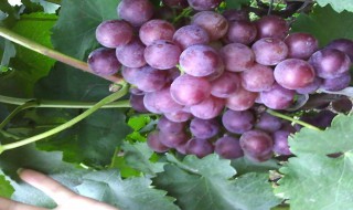 野葡萄酒的制作方法 野葡萄酒的制作方法简述