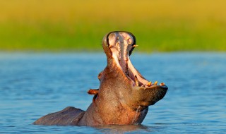 河马常常张大嘴巴打哈欠其实是 河马是什么动物