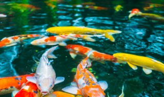 锦鲤烂尾怎么处理的 锦鲤烂尾的原因是什么