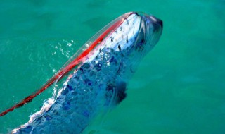 白龙王是什么鱼 白龙王鱼又名什么鱼