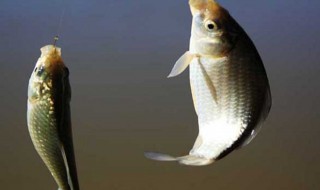 怎样做酸饵钓鲤鱼 可以用什么钓鲤鱼