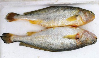 黄花鱼肚干怎样做 黄花鱼肚干做法