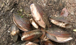 河蚌怎样做饲料 有什么养殖的技巧