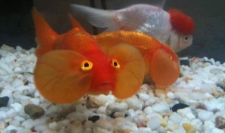 怎样做鱼料养鱼 可以用什么制作