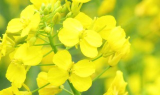 黄颜色代表什么意思 黄颜色代表什么含义