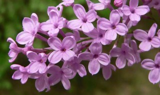 丁香花是什么颜色 丁香花介绍