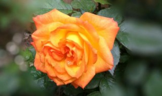 什么颜色的月季花 月季花有什么颜色