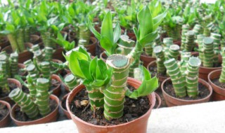 竹子怎么养才能更旺盛 竹子的繁殖方法