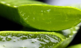 芦荟怎么处理才能涂脸 芦荟涂脸的方法