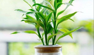 水培富贵竹怎么养才能更旺盛 水培富贵竹生长旺盛方法