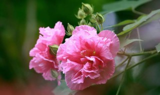 芙蓉花什么时候开花 芙蓉花的简单介绍