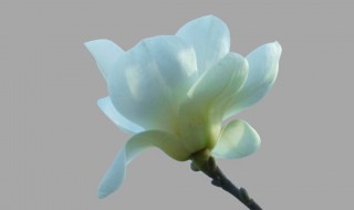 玉兰花是什么颜色的 玉兰花有些什么颜色