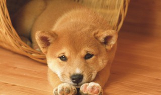 宠物邮寄方法 怎么邮寄宠物