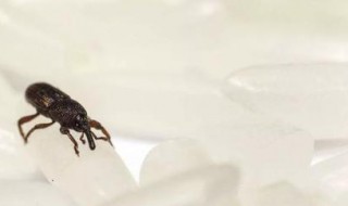 黄瓜米虫的防治方法 黄瓜米虫的防治方法是什么