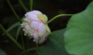 玉雪窍玲珑写的是什么花 花期是什么时候呢