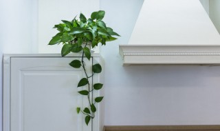 无土育苗怎样做 如何做无土育苗