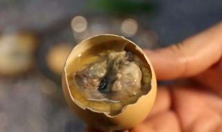 吃活珠子的好处和危害 食用活珠子的危害有哪些