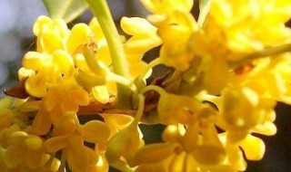 桂花的特点 桂花的特点是深