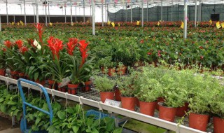 如何做花卉养殖 做花卉养殖的方法