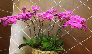 蝴蝶兰用什么土栽培 蝴蝶兰栽培方法