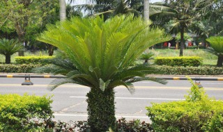 铁树用什么肥料比较好 怎么给铁树施肥