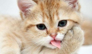 猫螨怎么处理 猫螨虫的治疗方法