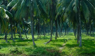 棕树枯萎怎么处理 染病棕树应该如何急救