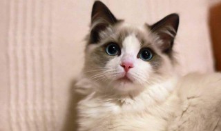 如何做猫咪的猫砂 做猫咪的猫砂方法