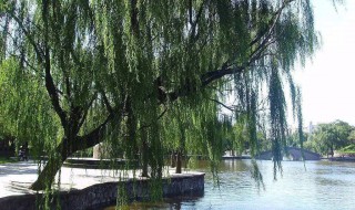 柳树的特点 柳树有什么特点