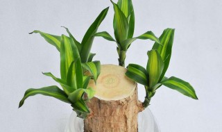 八种植物招财又旺宅 招财又旺宅的八种植物介绍