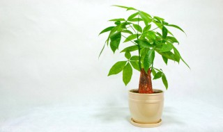 家里放什么植物好招财 5种助于家里招财的植物介绍