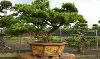 罗汉松叶子干枯怎办 罗汉松叶子干枯的应对方法