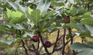 无花果扦插时间和方法 如何扦插无花果