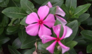 长春花扦插方法 长春花如何扦插