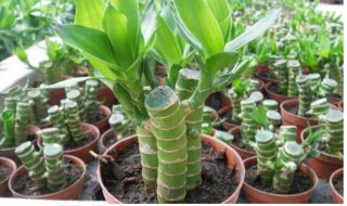 富贵竹土养方法 怎么土养