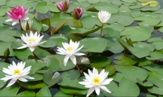 睡莲传播种子的方法 睡莲如何传播