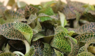 金线莲种植技术方法 金线莲如何种植