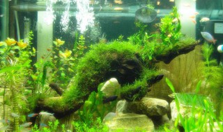 鱼缸保温要怎样做 鱼缸保温方法