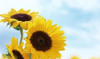 向日葵代表什么含义 给大家介绍一下