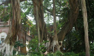 榕树的特点 榕树的特点介绍