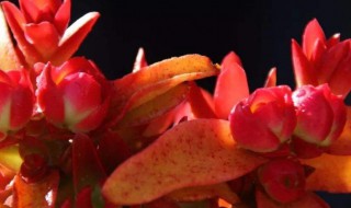 火祭爆盆最简单方法 需要学会这几招