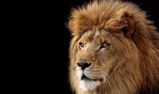 驯服狮子的方法 狮子有什么特点