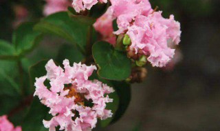 紫薇花的养殖方法和注意事项 紫薇花的正确养殖方法介绍