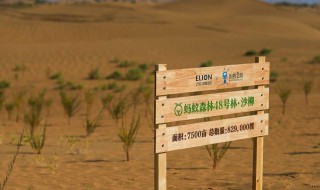 蚂蚁森林的沙棘一般都种在哪里？ 蚂蚁森林介绍