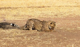 为什么猎豹不能长时间奔跑 原来是这个原因