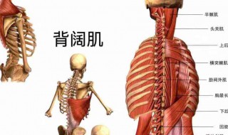 背阔肌锻炼方法 背阔肌锻炼方法介绍